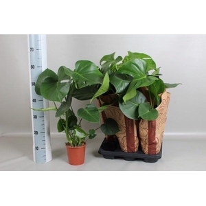 MONSTERA DELICIOSA