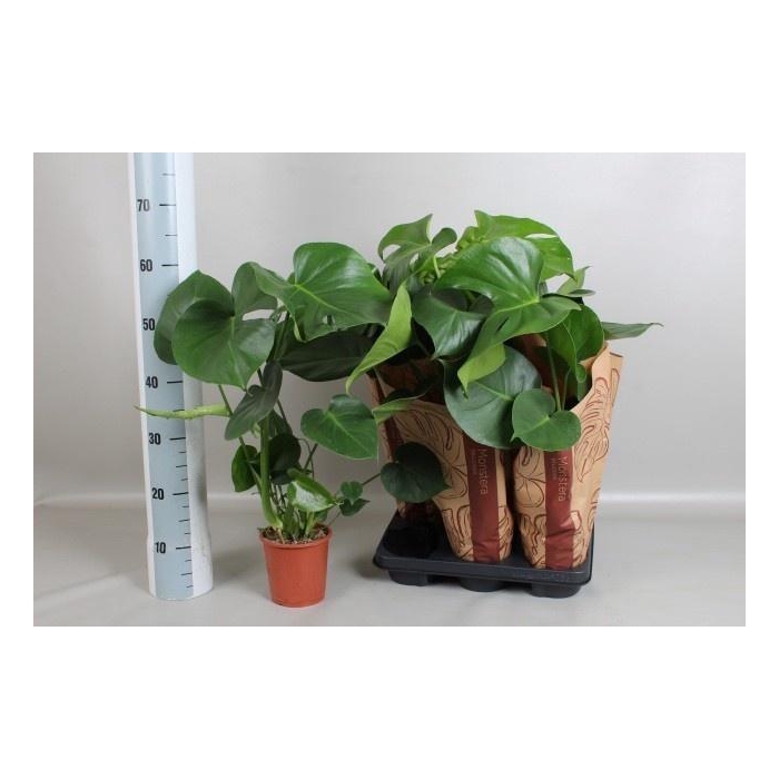 <h4>MONSTERA DELICIOSA</h4>