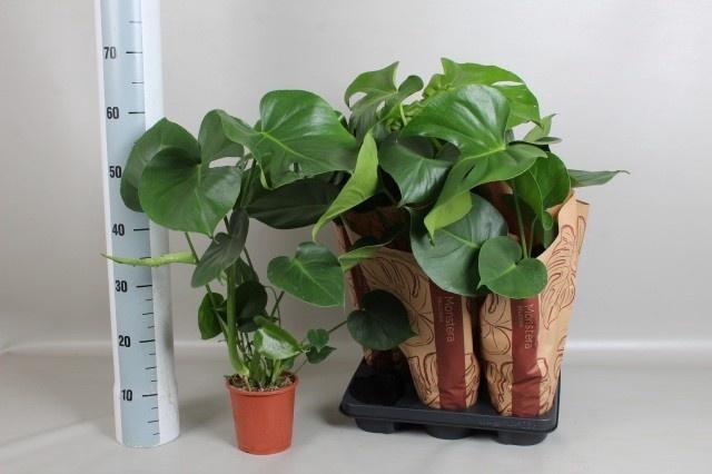 MONSTERA DELICIOSA