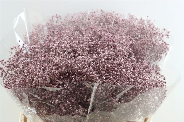 <h4>Gyps Grof. Mtlc Pink</h4>