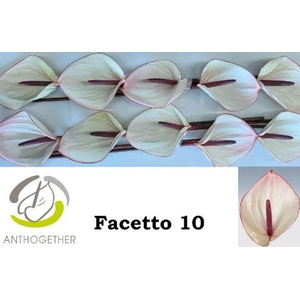 Anthurium andr. 'Facetto'