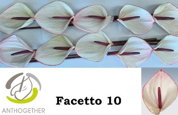 <h4>Anthurium andr. 'Facetto'</h4>