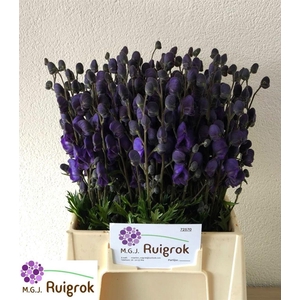 Aconitum Na Pyramidale