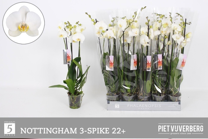 <h4>PHAL AN NOTTINGHAM</h4>