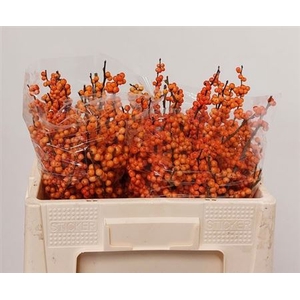 Ilex Ve Winter Gold