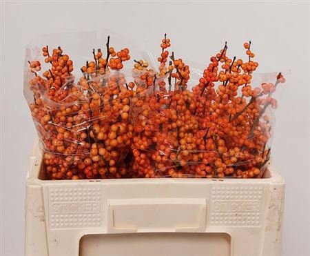<h4>Ilex Ve Winter Gold</h4>