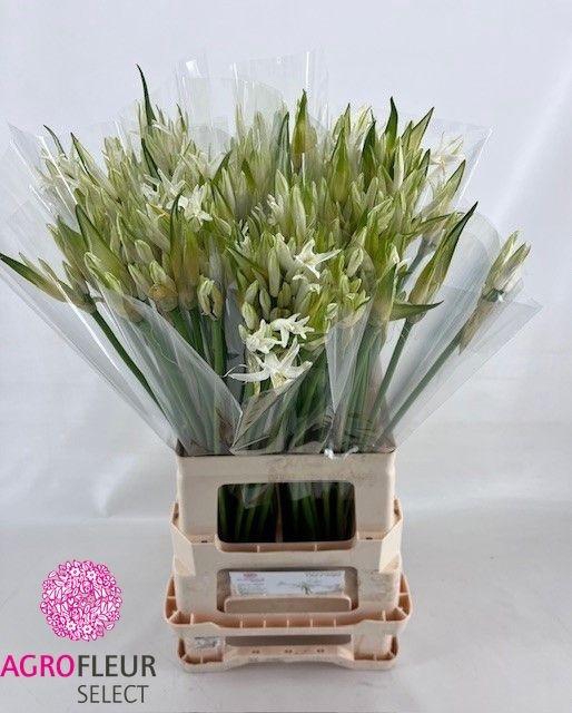 <h4>NE BO LIKE A VIRGIN</h4>