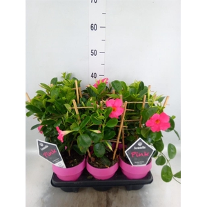 Mandevilla am. 'Sundav Pink'