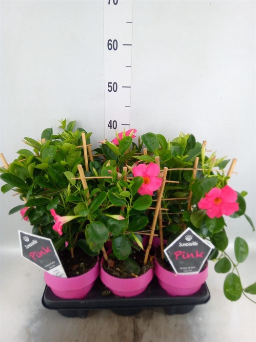 <h4>Mandevilla am. 'Sundav Pink'</h4>