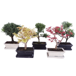 Outdoor Bonsai Mixed pot ø20cm with Saucer