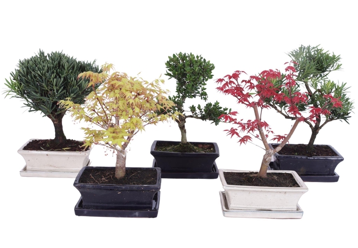 <h4>Outdoor Bonsai Mixed pot ø20cm with Saucer</h4>