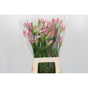 Nerine Bicolor Lipstick