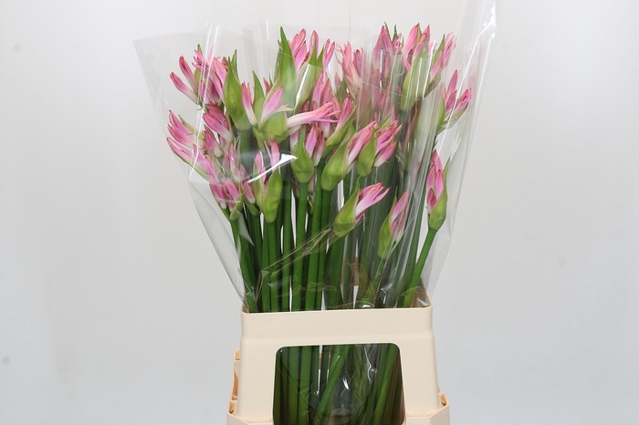 Nerine Bicolor Lipstick