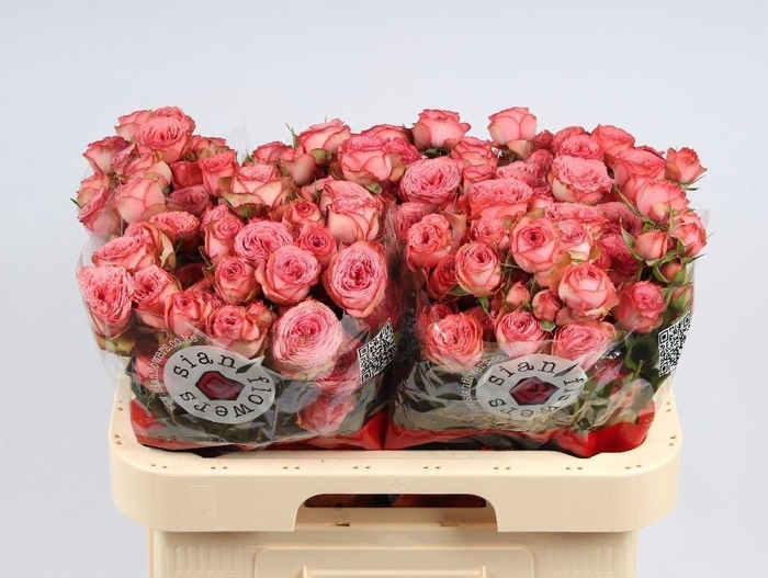 <h4>ROSA TR 'HAWI'</h4>