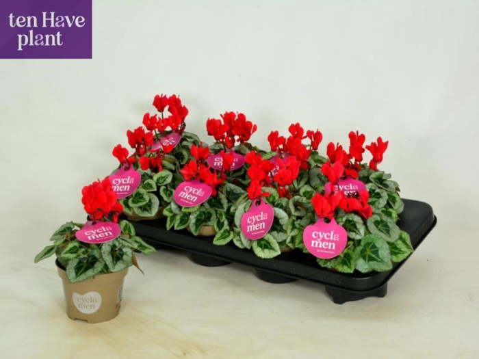 <h4>CYCL KL SUP PICASSO</h4>