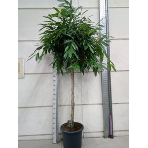 Ficus binn. 'Amstel King'