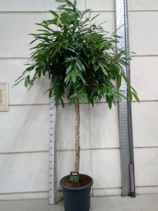 <h4>Ficus binn. 'Amstel King'</h4>