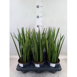 Sansevieria cyl.  ...