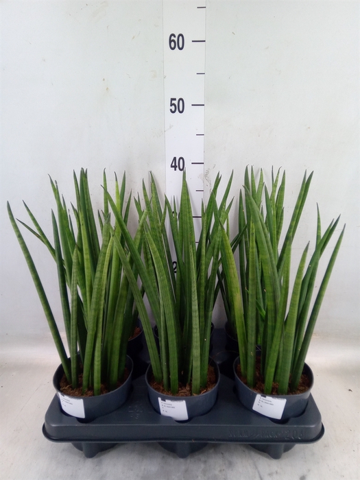 <h4>Sansevieria cyl.  ...</h4>