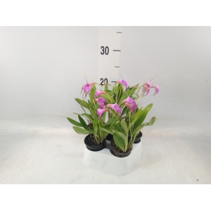 Orchideeen   ...