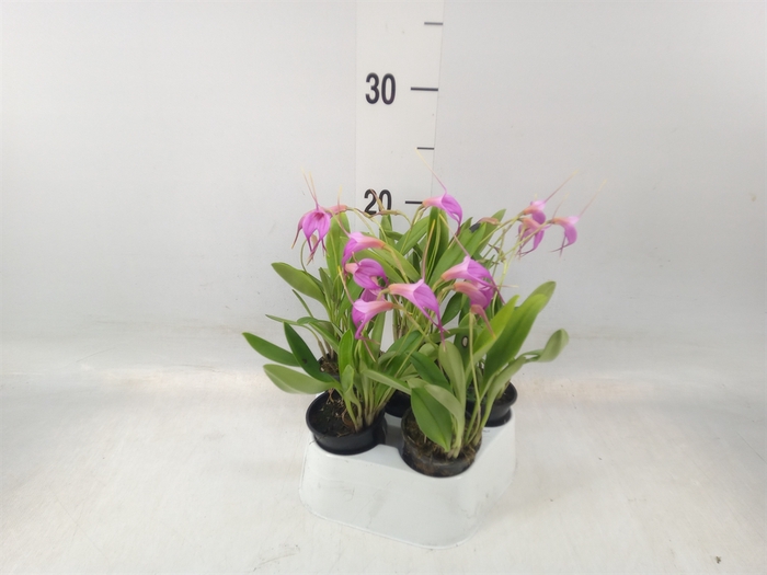 <h4>Orchideeen   ...</h4>