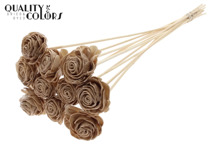 Shola Beauty Rose 6cm on stem Wax Beige