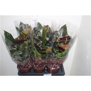 Anthu An Jambo Black