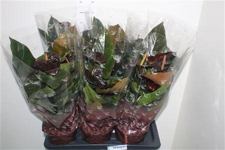 <h4>Anthu An Jambo Black</h4>