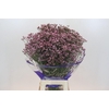 Limonium Pink Diamond