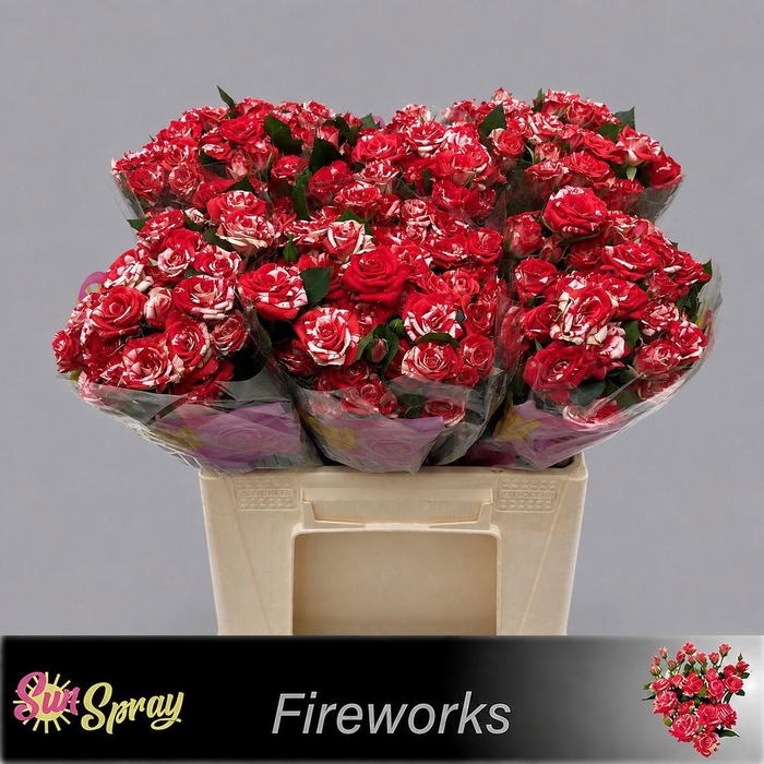 <h4>R TR FIREWORKS</h4>