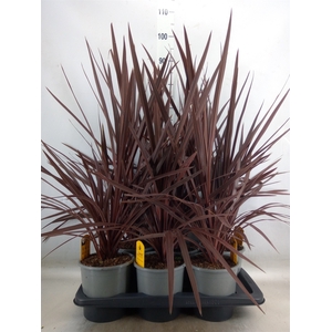 Cordyline austr. 'Red Star'