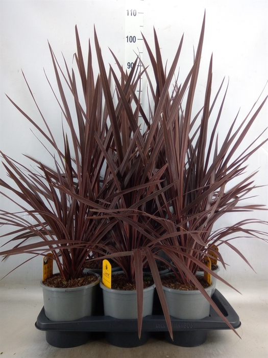 <h4>Cordyline austr. 'Red Star'</h4>