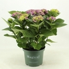 Hydrangea Macrophylla paars Magical Amethyst, beperkt leverbaar