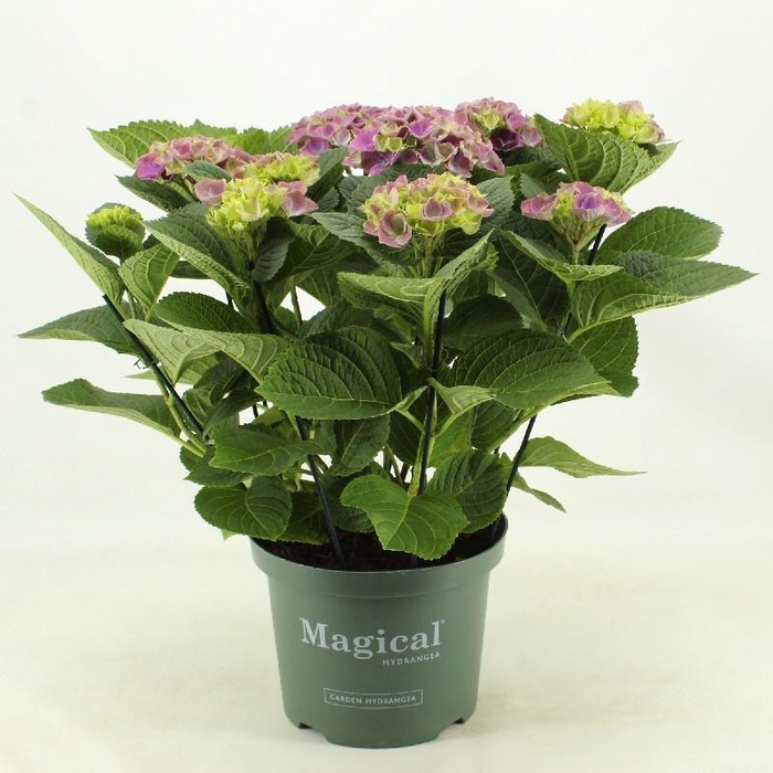 Hydrangea Macrophylla paars Magical Amethyst, beperkt leverbaar