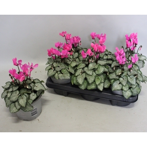 Cyclamen Super Serie Galaxy bright pink
