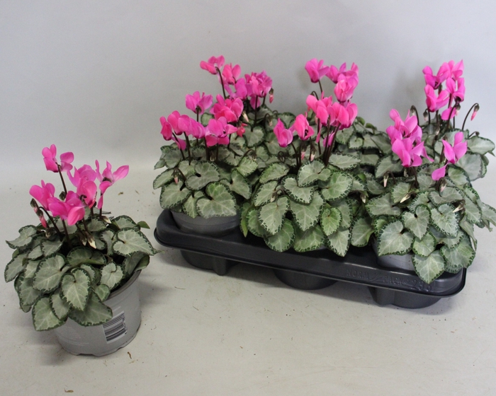 <h4>Cyclamen Super Serie Galaxy bright pink</h4>
