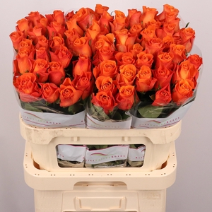 R GR ORANGE WAVE