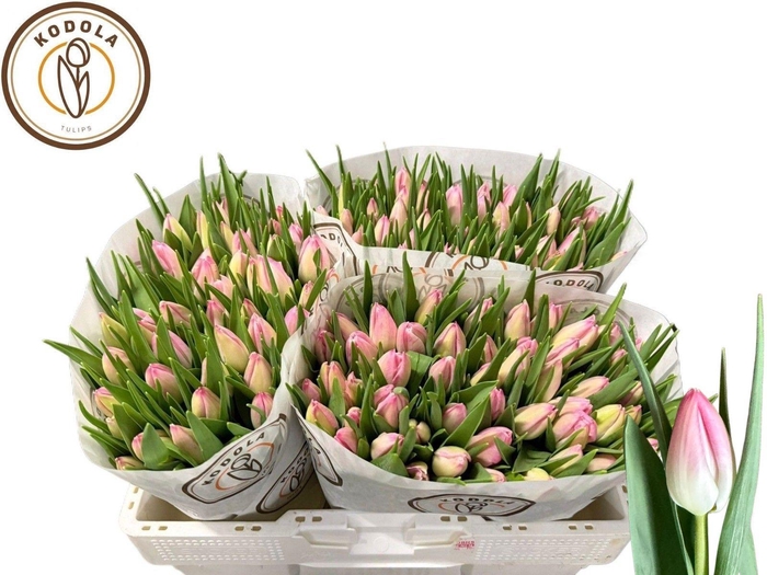 <h4>TU EN FIRST CLASS</h4>