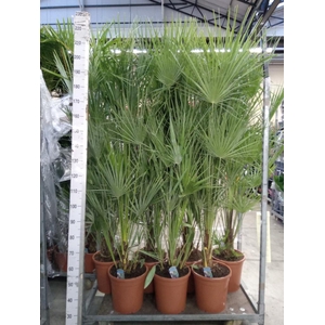 Chamaerops humilis