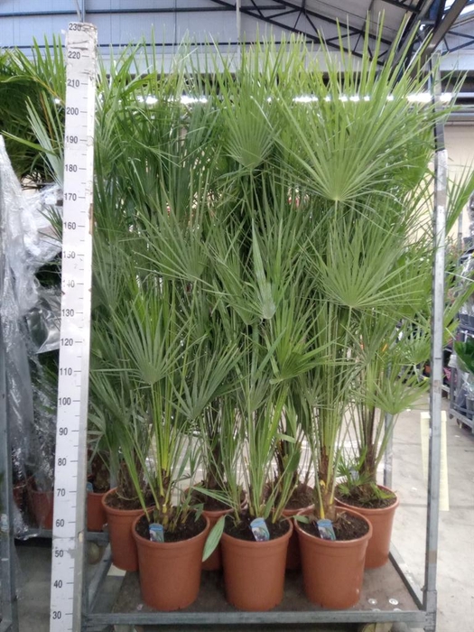 Chamaerops humilis