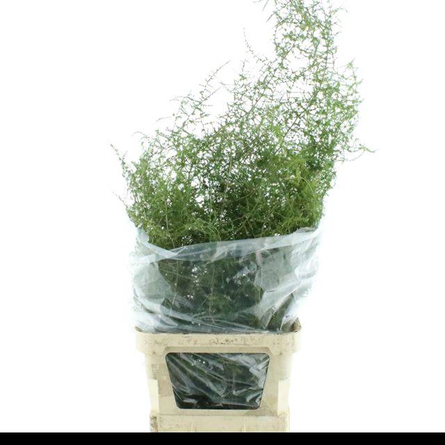 <h4>ASP ACUTIFOLIUS</h4>