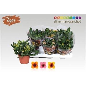 KAL EN TIGER GEM
