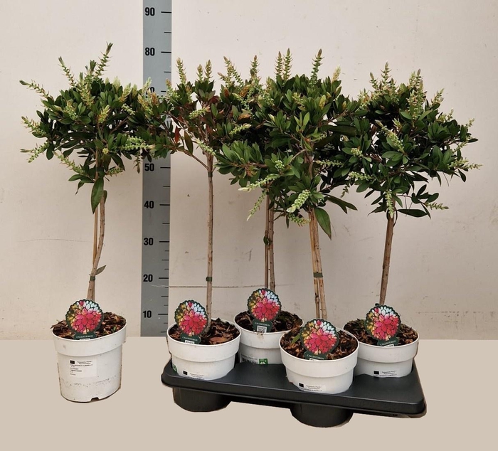 <h4>CALLIS CI SPLENDENS</h4>