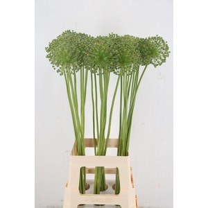 ALLIUM ZAADBOLLEN