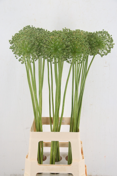 <h4>ALLIUM ZAADBOLLEN</h4>