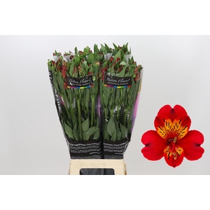 Alstroemeria Guetta