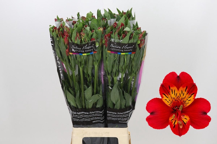 <h4>Alstroemeria Guetta</h4>