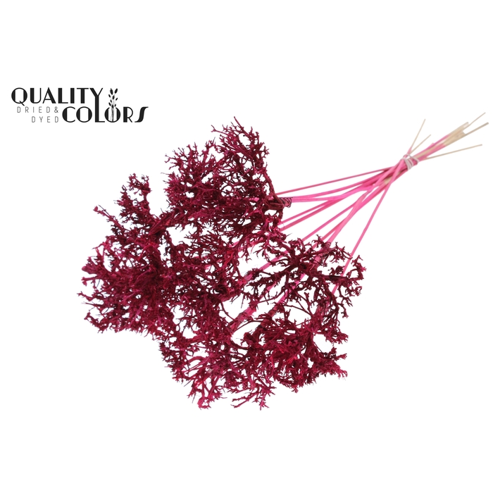 <h4>Dry Tree on stem Cerise</h4>