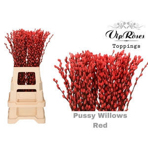 SALIX PUSSY WILLOW RED