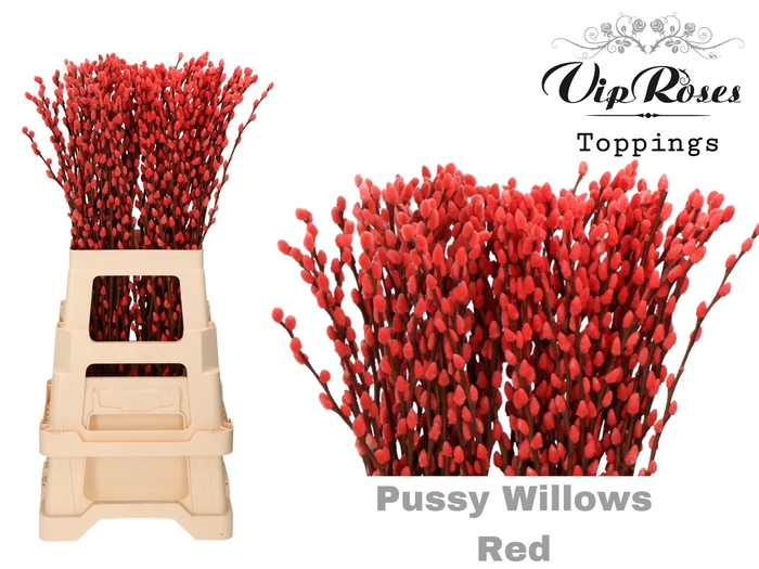 <h4>SALIX PUSSY WILLOW RED</h4>